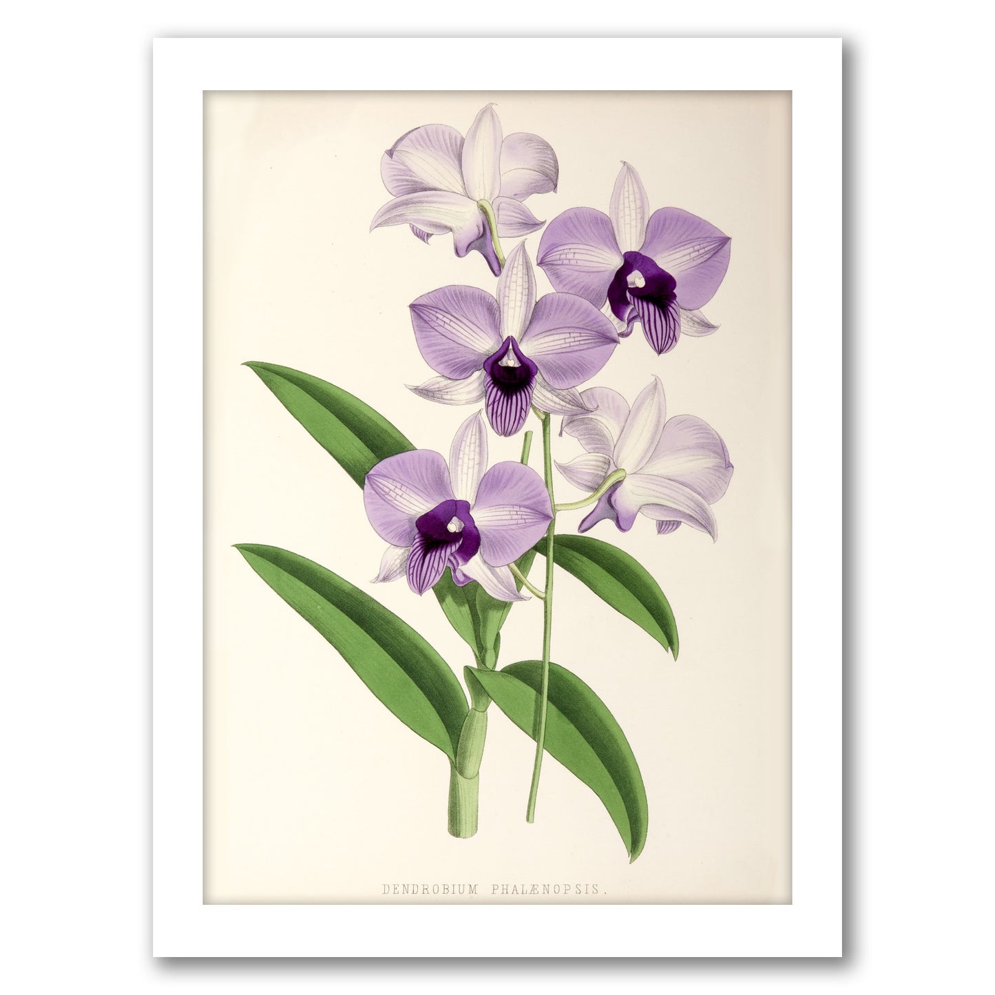 Fitch Orchid Dendrobium Phlaenopsis by New York Botanical Garden - Framed Print