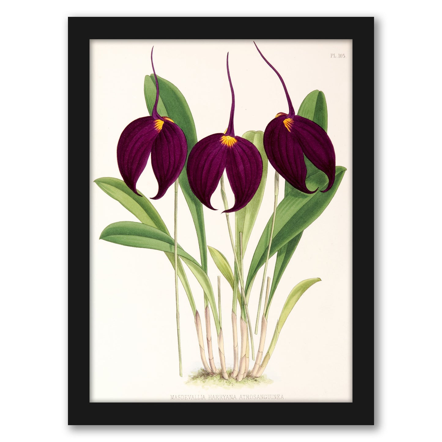 Fitch Orchid Masdevallia Harryana Atrosanguinea by New York Botanical Garden - Framed Print