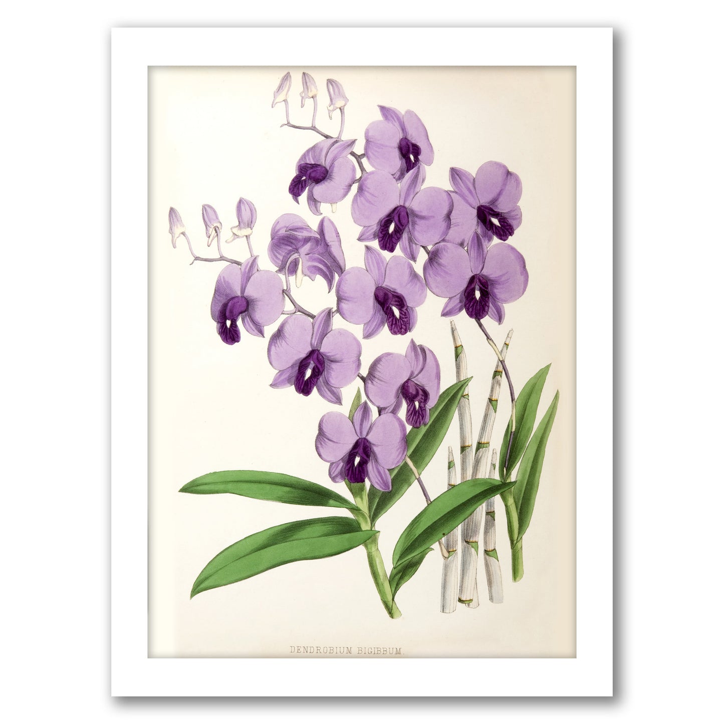 Fitch Orchid Dendrobium Bigibbum by New York Botanical Garden - Framed Print