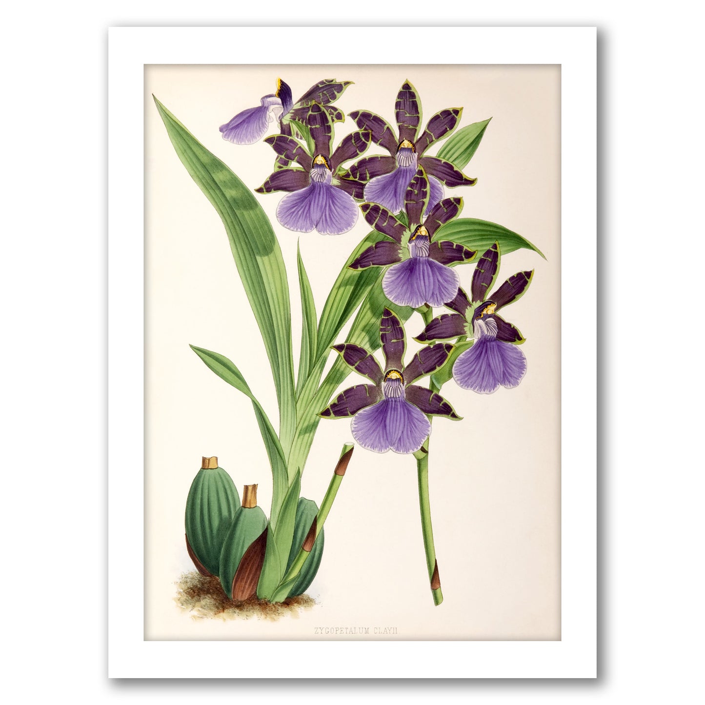 Fitch Orchid Zygopetalum Clayii by New York Botanical Garden - Framed Print