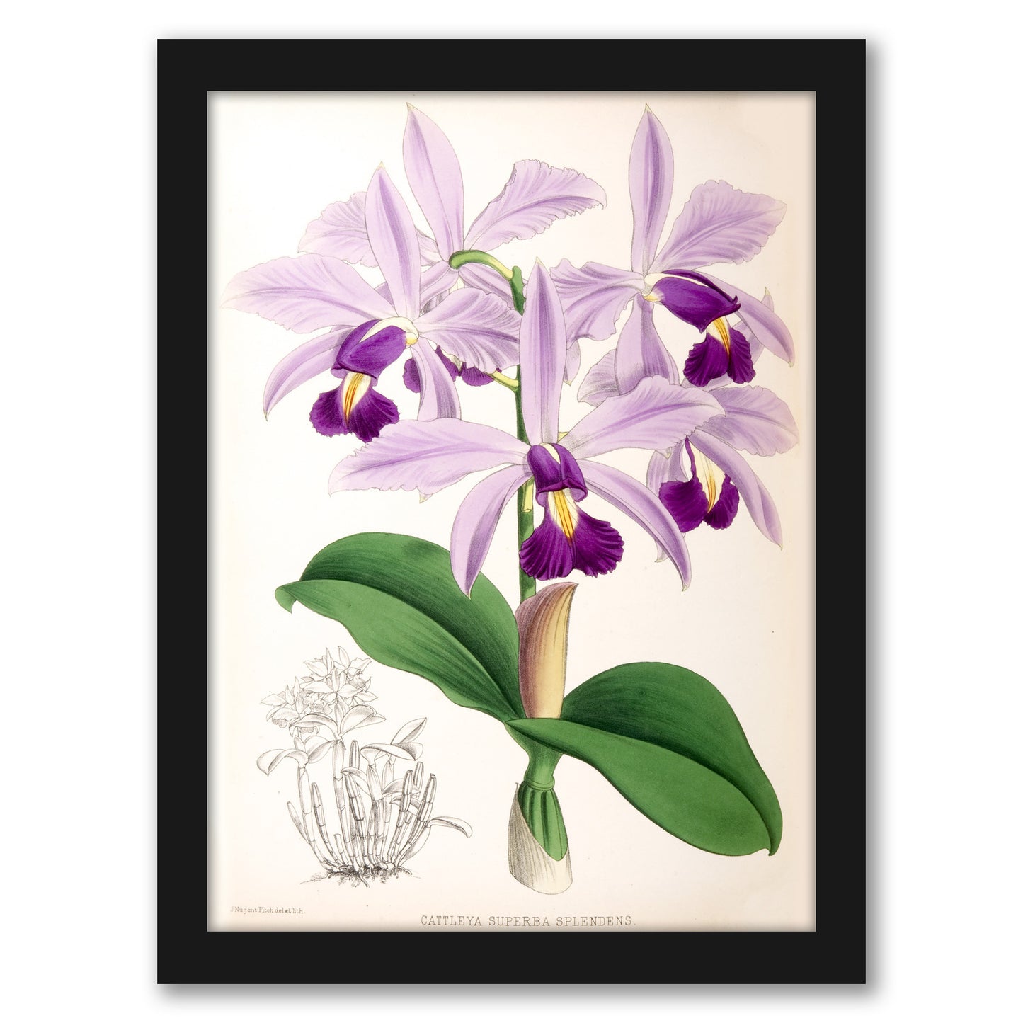 Fitch Orchid Cattleya Superba Splendens by New York Botanical Garden - Framed Print