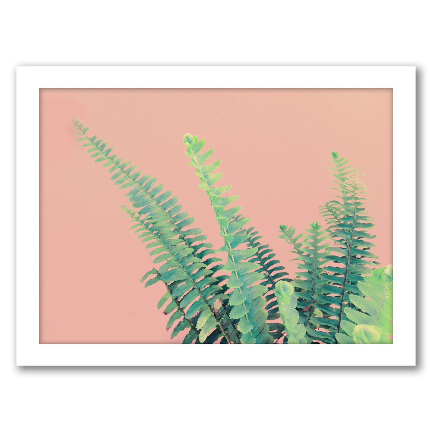 Ferns On Pink by Emanuela Carratoni - Framed Print