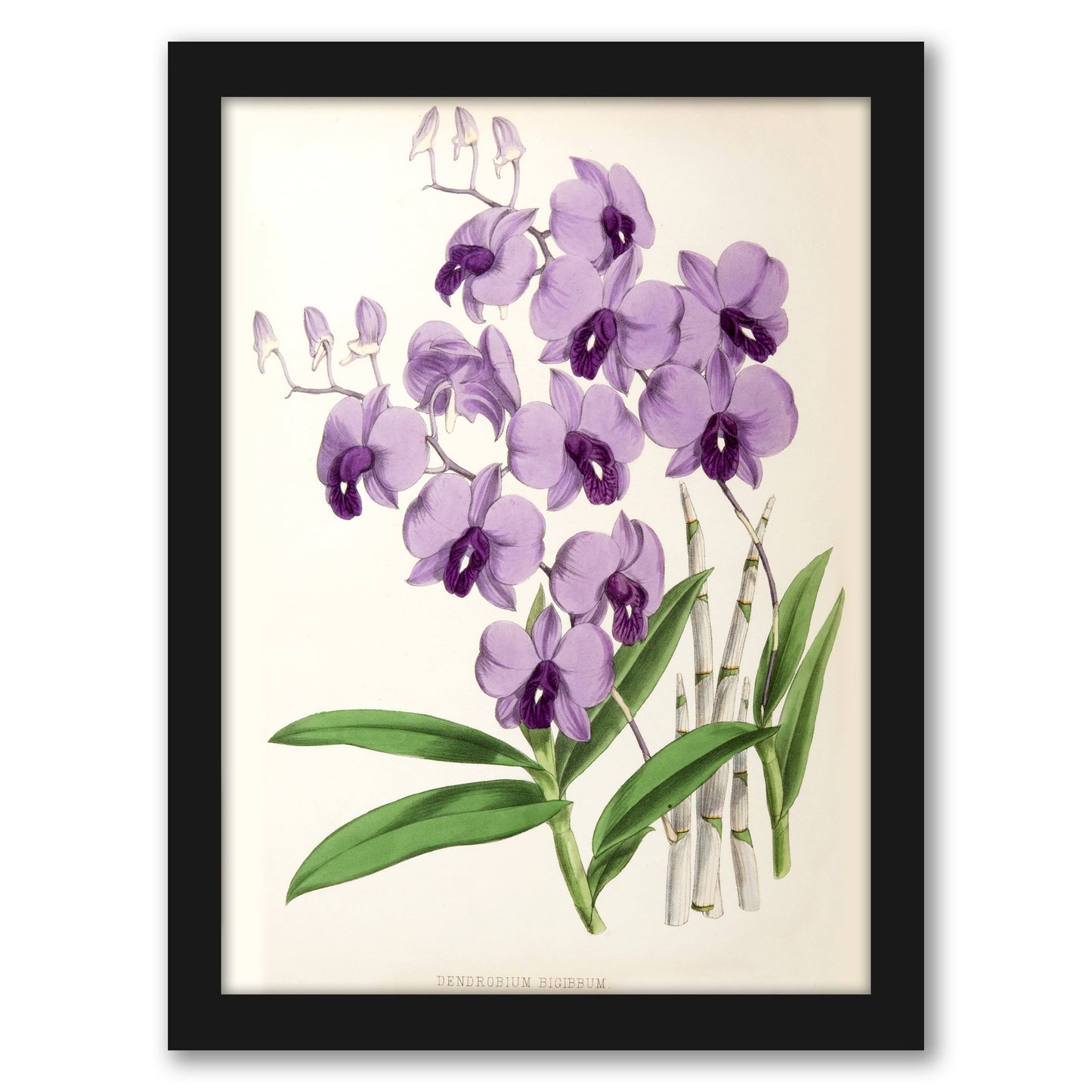 Fitch Orchid Dendrobium Bigibbum by New York Botanical Garden - Framed Print
