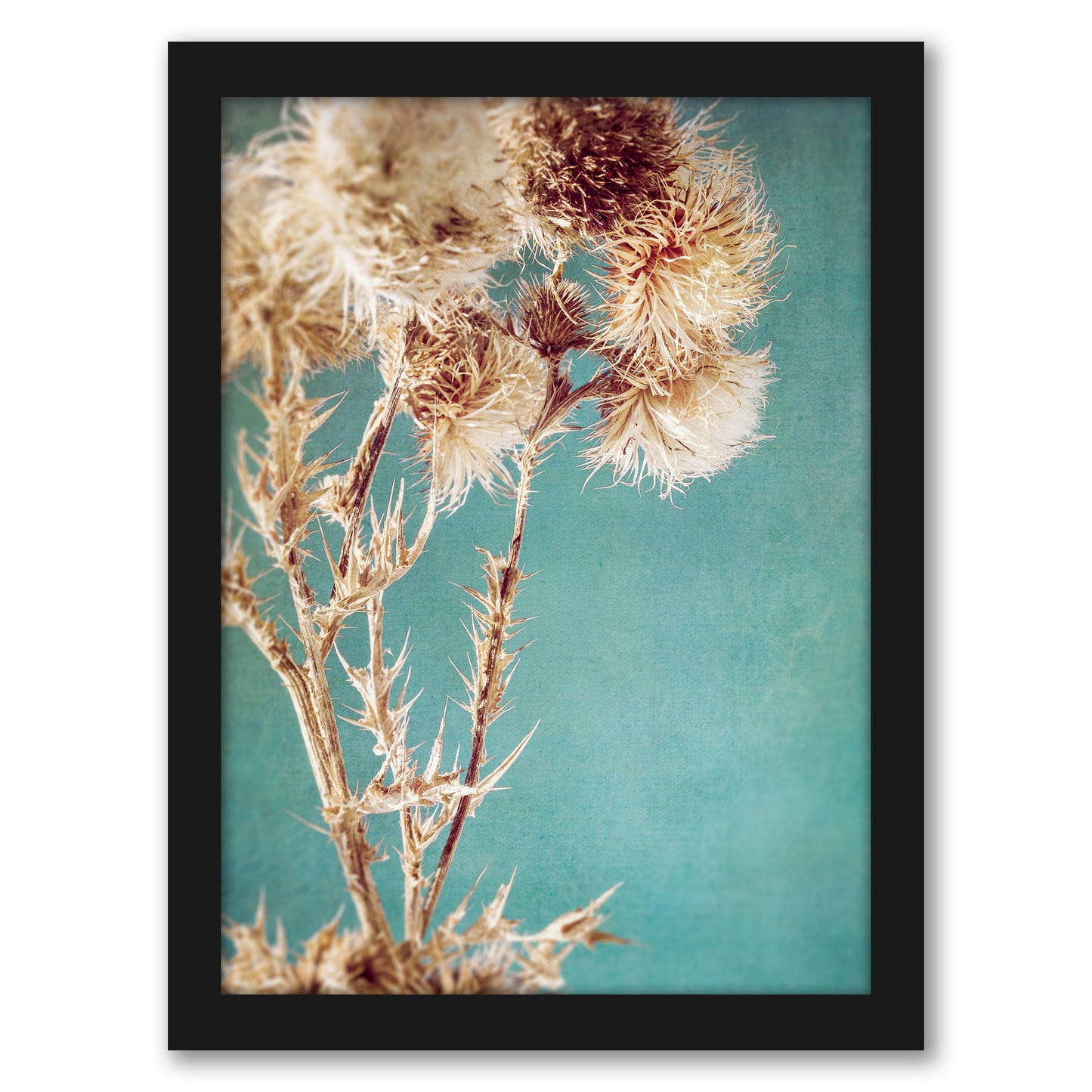 Thistles by Annie Bailey - Framed Print