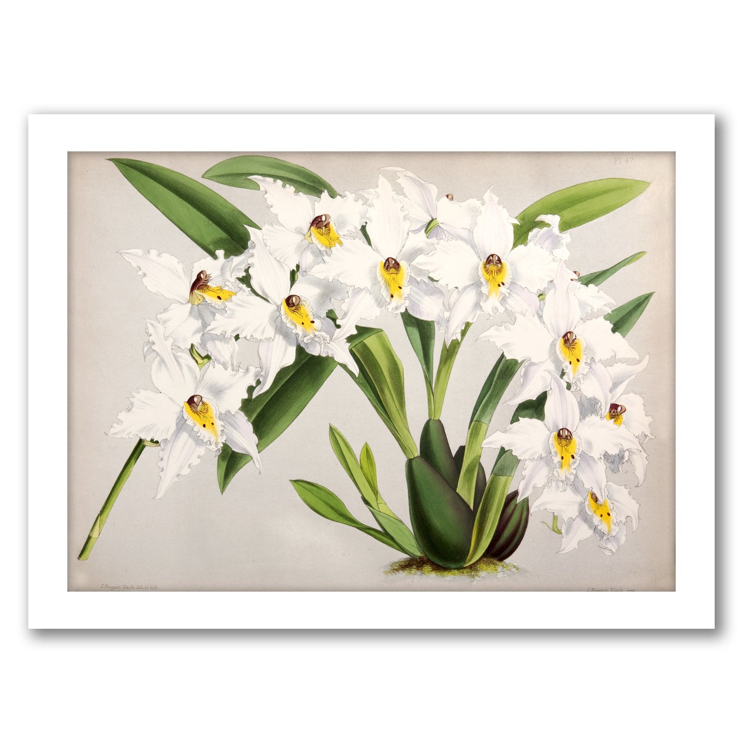 Fitch Orchid Plate47 by New York Botanical Garden - Framed Print