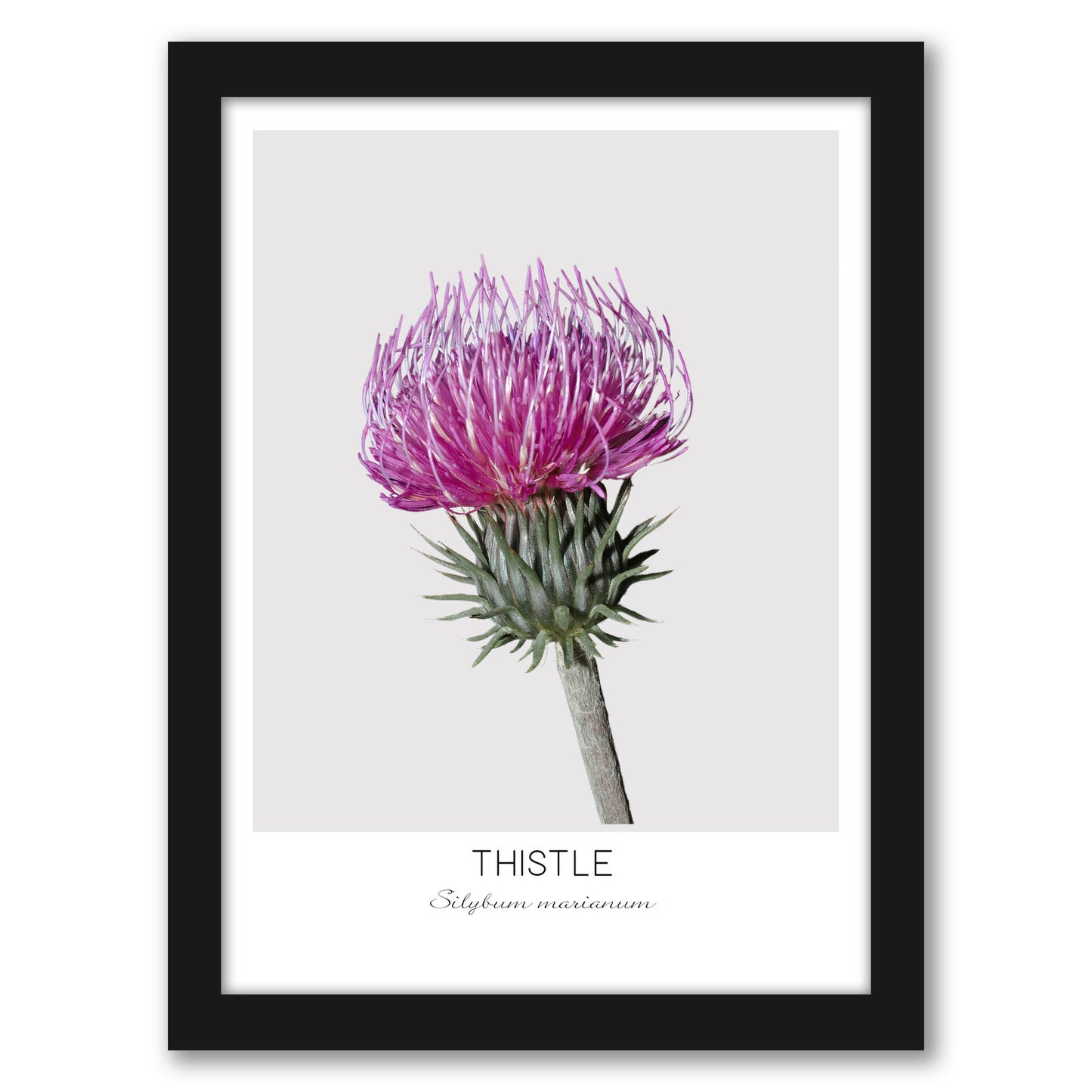 Thistle By Nuada - Framed Print