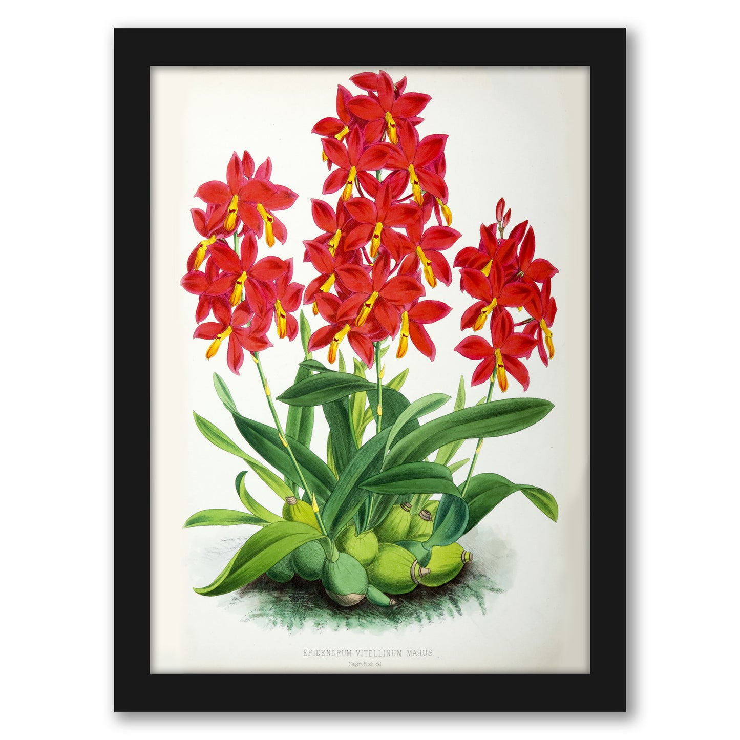 Fitch Orchid Epidendrum Vitellinummajus by New York Botanical Garden - Framed Print