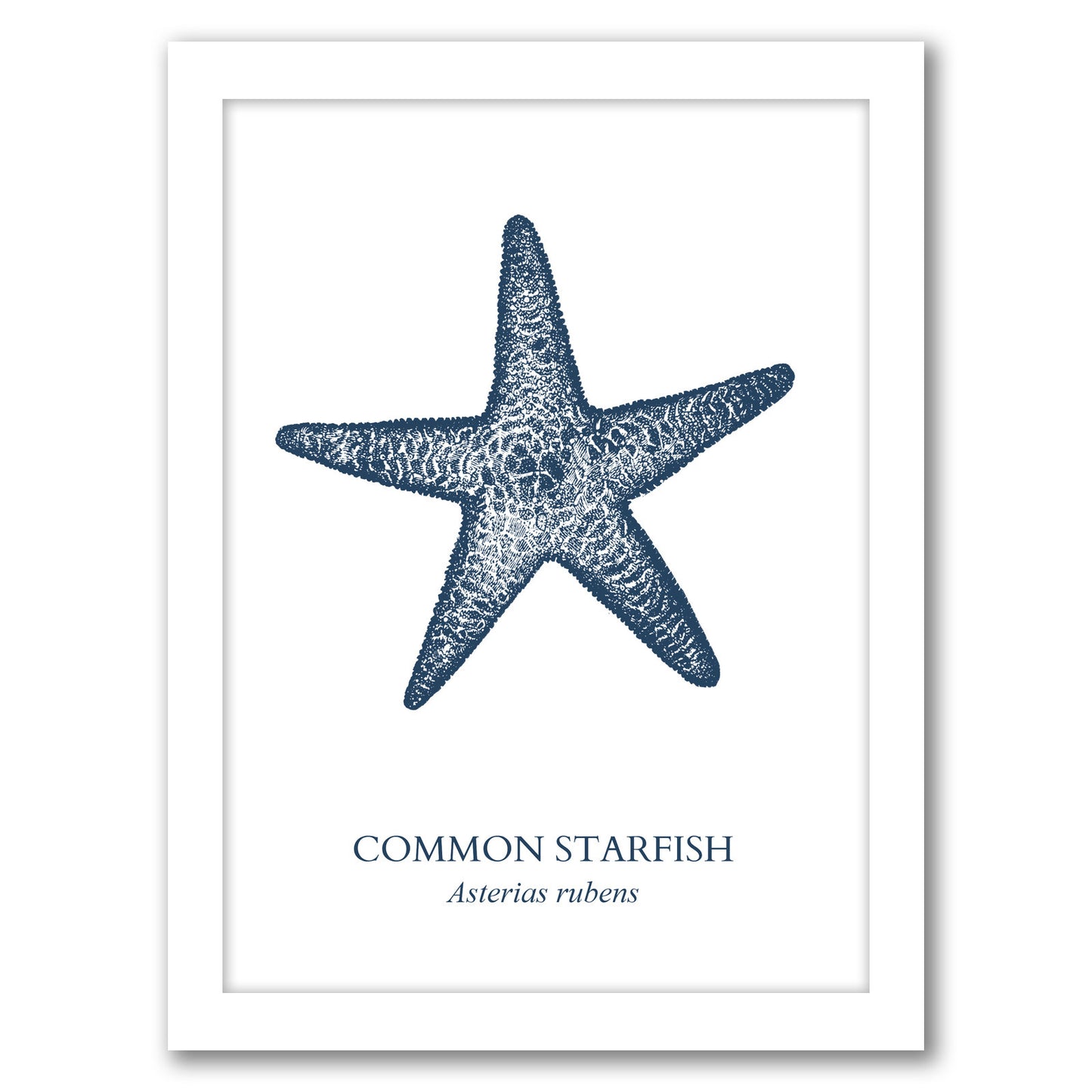 Starfish Sea by Samantha Ranlet - Framed Print