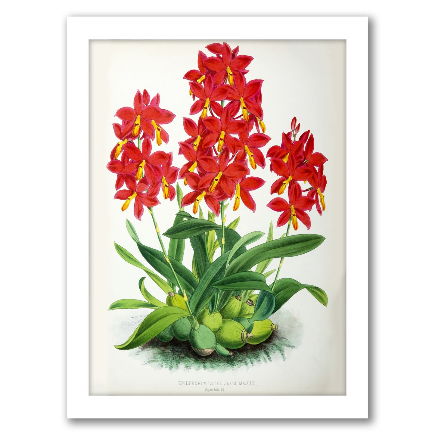 Fitch Orchid Epidendrum Vitellinummajus by New York Botanical Garden - Framed Print