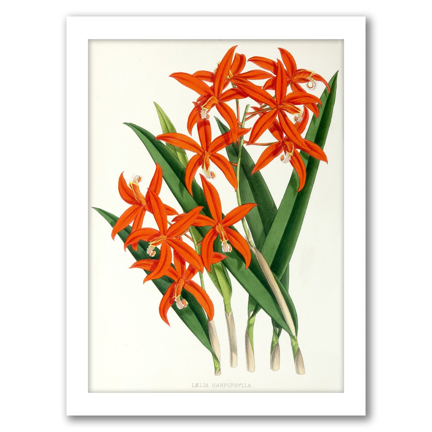 Fitch Orchid Laelia Harpophylla by New York Botanical Garden - Framed Print