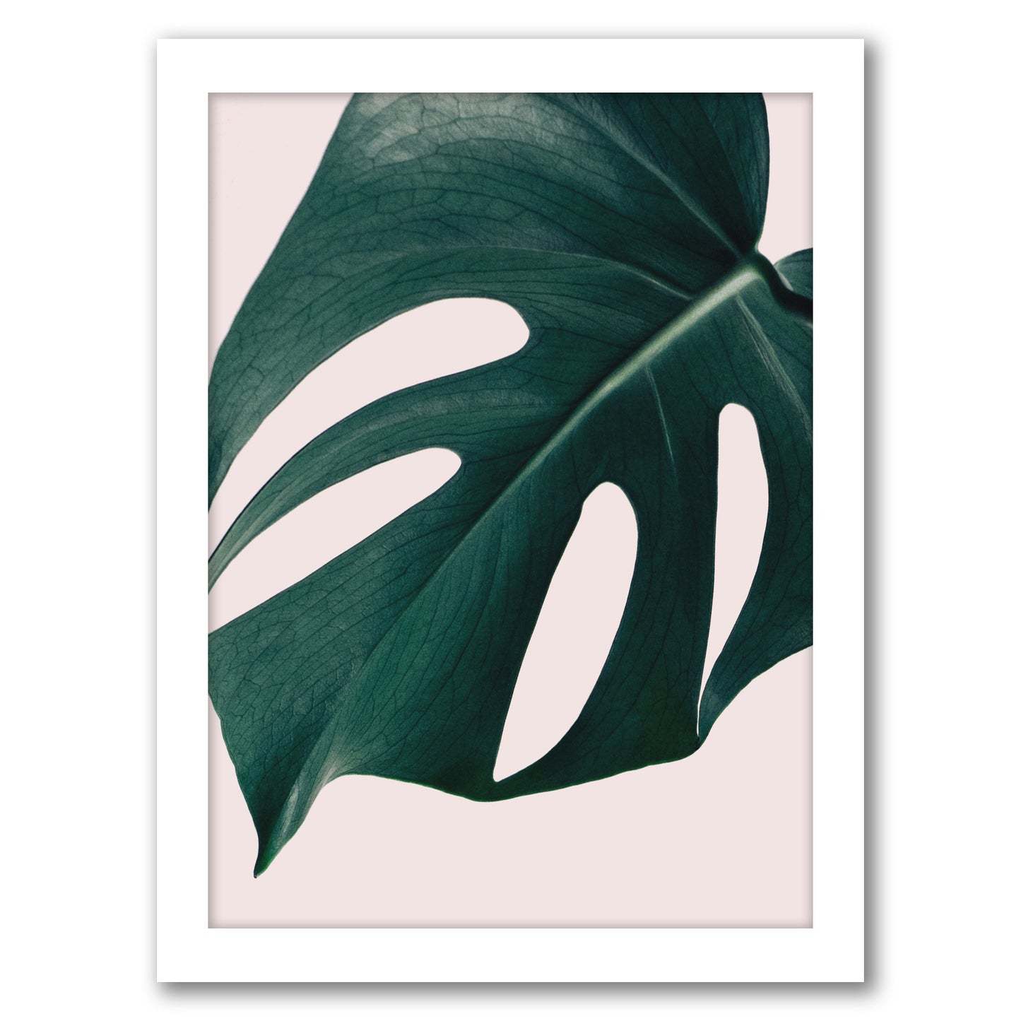 Monstera Close Up Pink By Nuada - White Framed Print