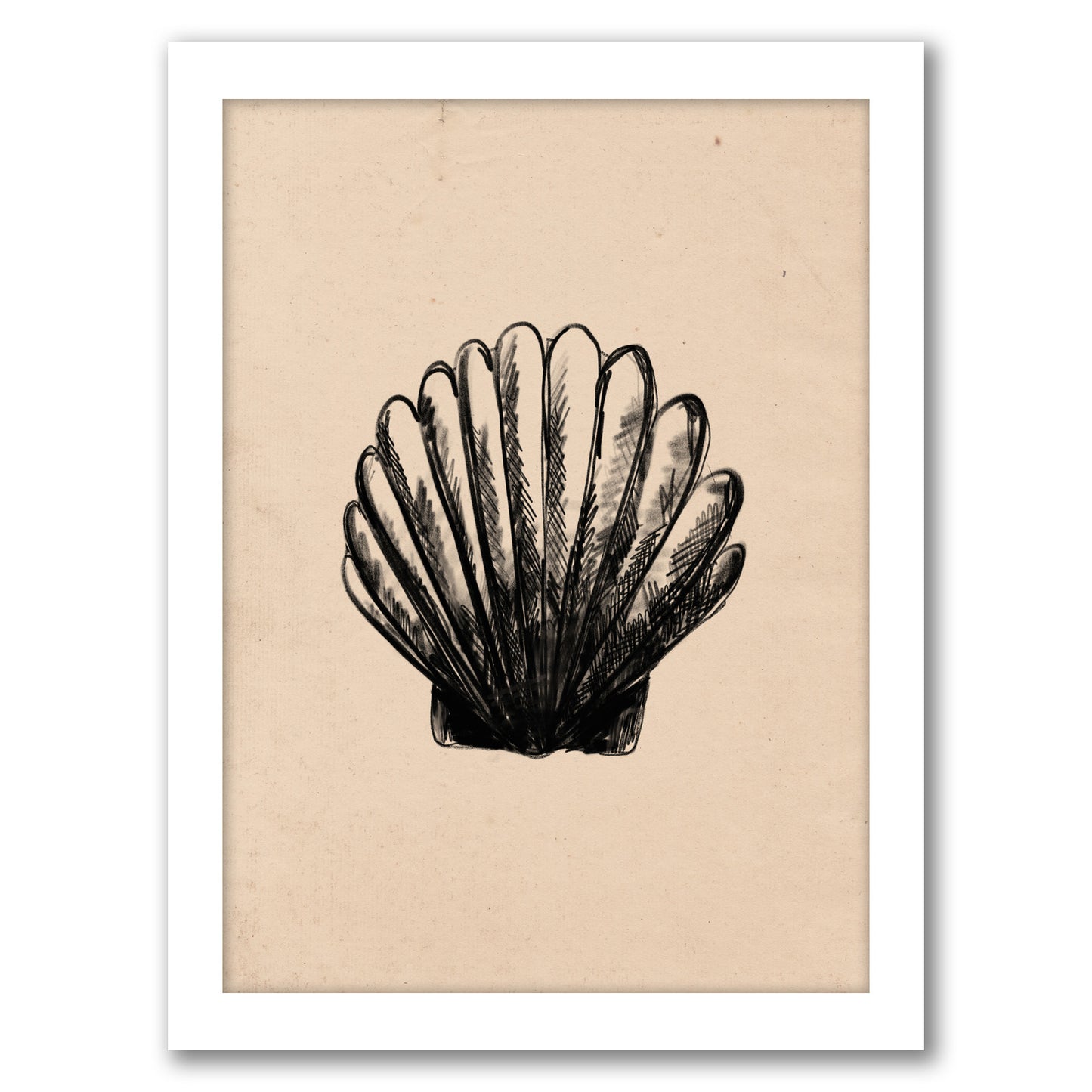 Illustrated Sea Shell 3 by Jetty Home - Framed Print