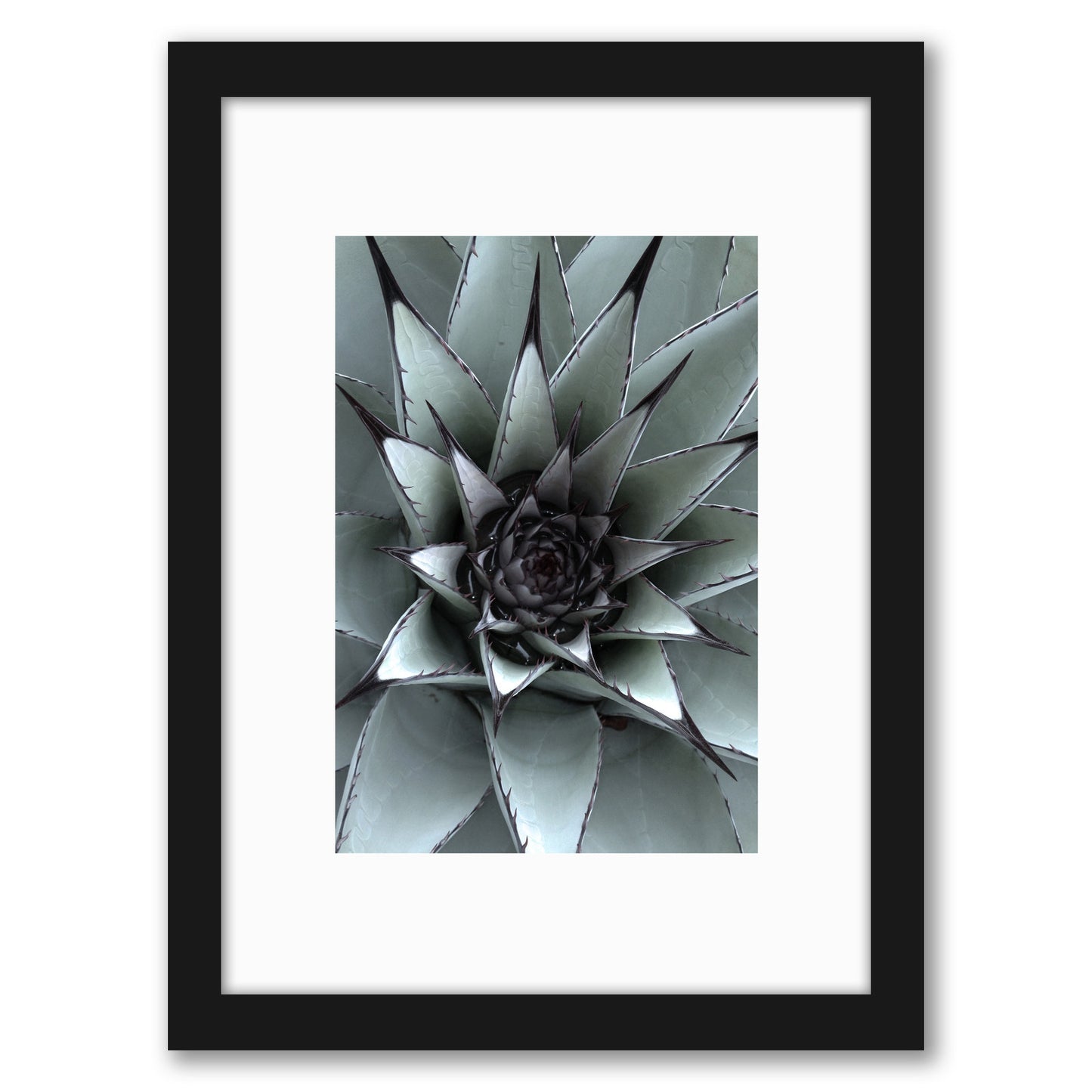 Succulent By NUADA- Framed Print
