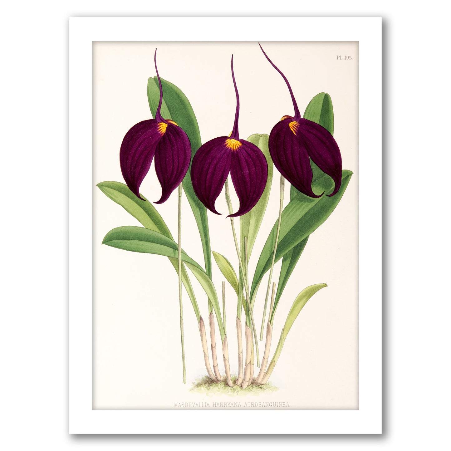 Fitch Orchid Masdevallia Harryana Atrosanguinea by New York Botanical Garden - Framed Print
