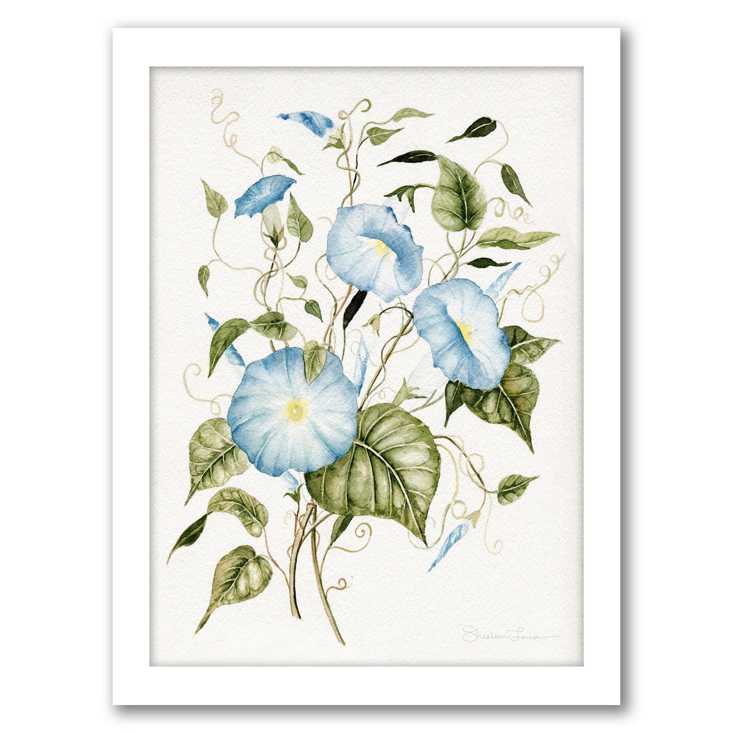 Morning Glories by Shealeen Louise - Framed Print