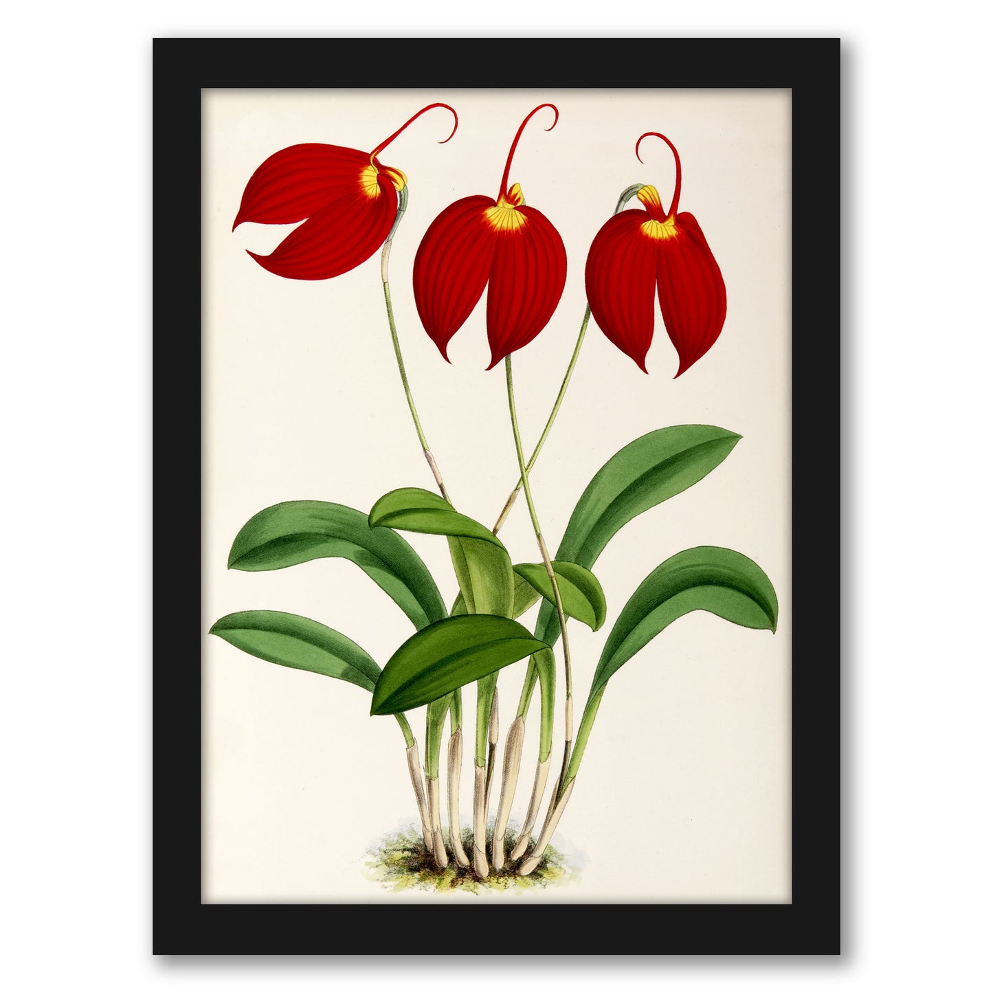 Fitch Orchid Masdevalliaignea by New York Botanical Garden - Framed Print