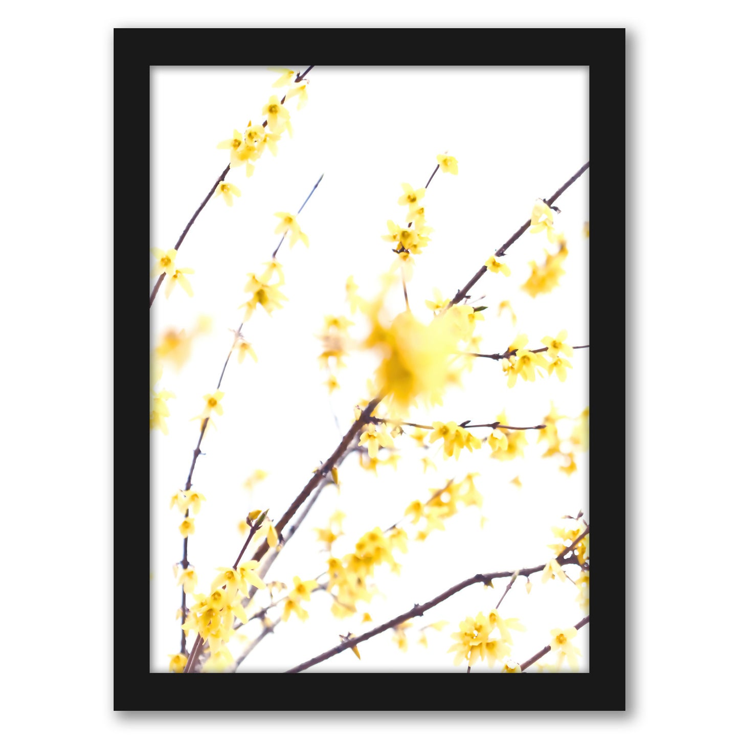 Forsythia Branches by Mirja Paljakka - Framed Print