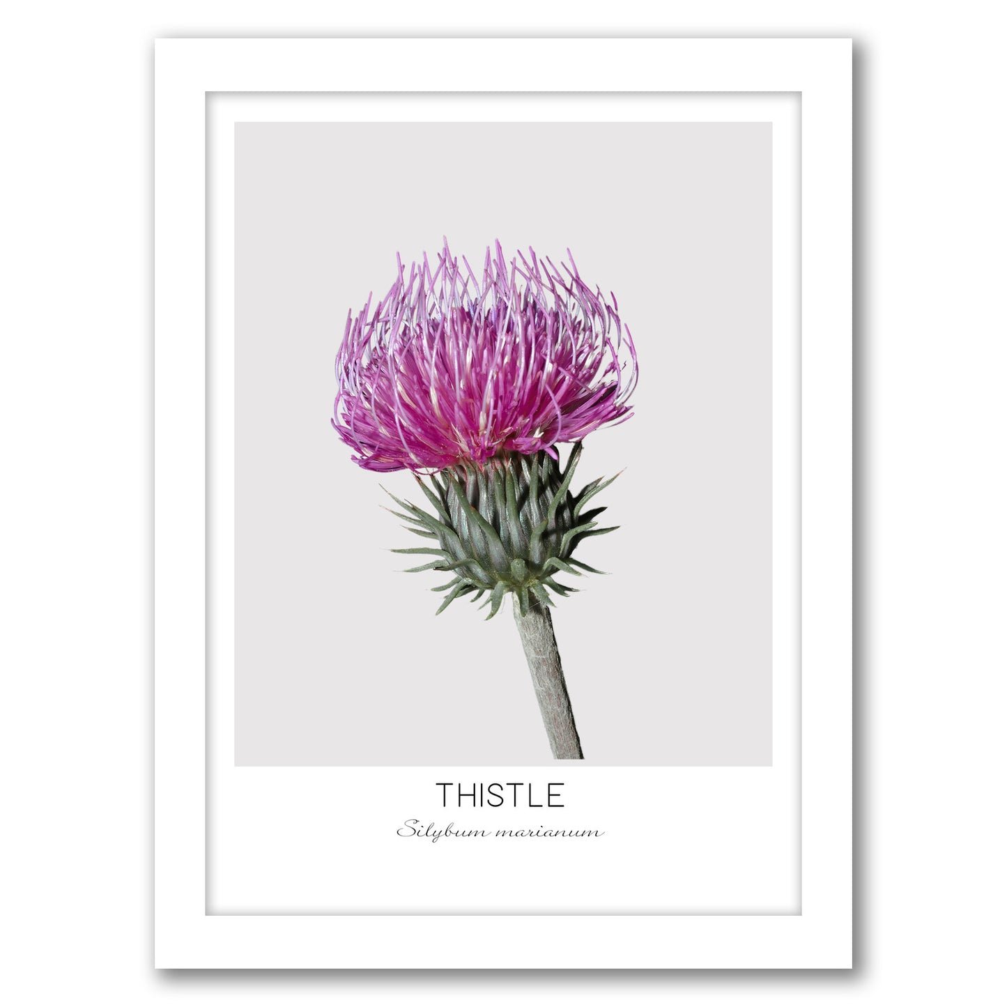 Thistle By Nuada - Framed Print