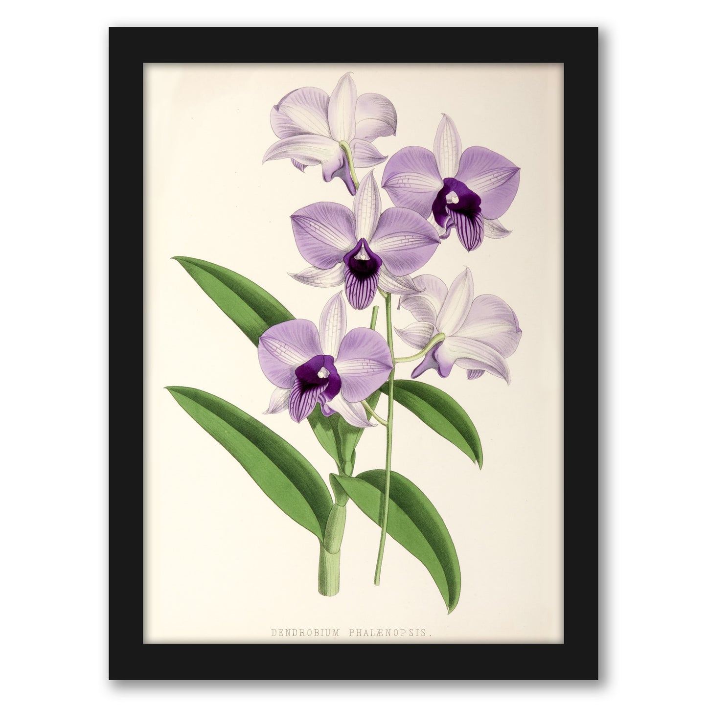 Fitch Orchid Dendrobium Phlaenopsis by New York Botanical Garden - Framed Print