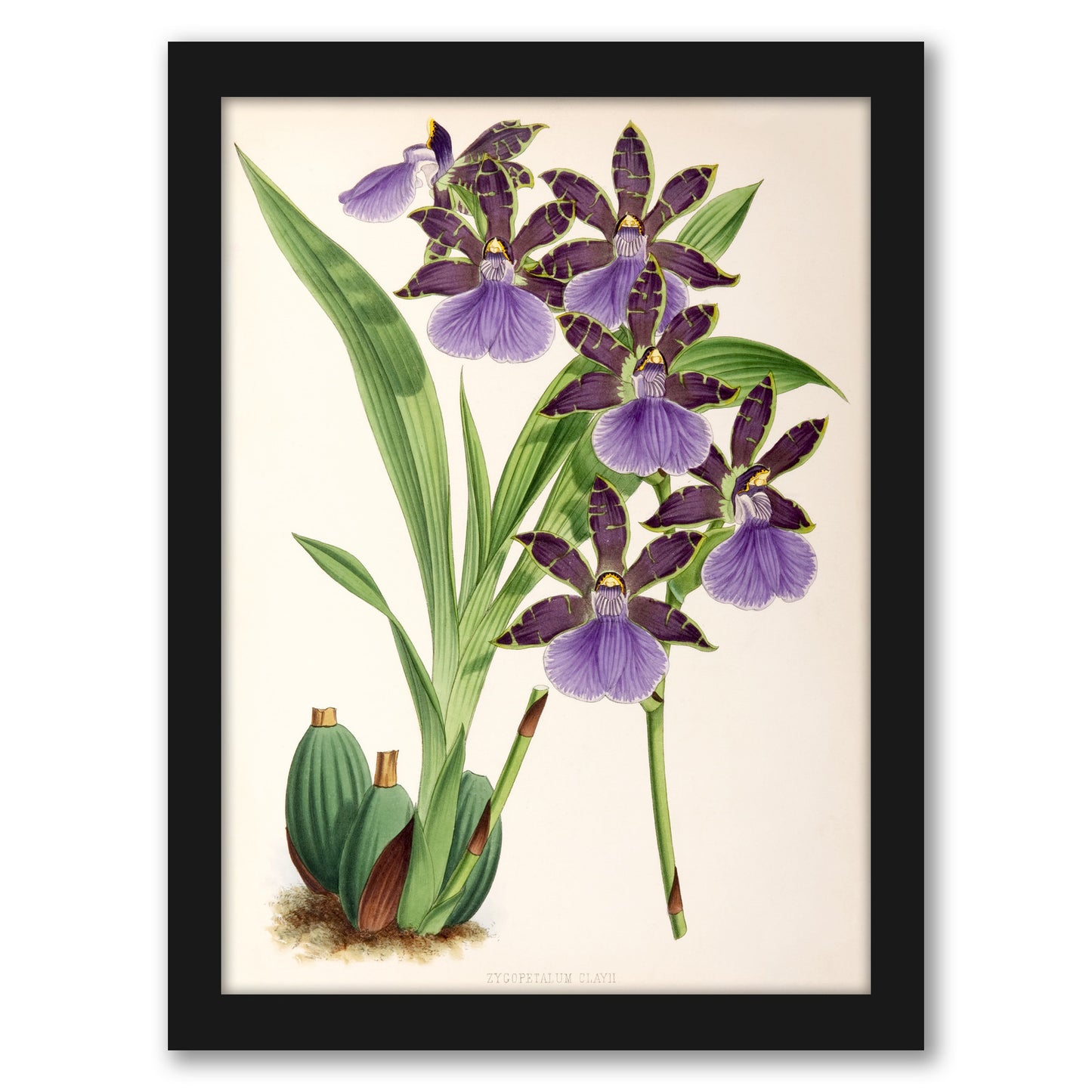 Fitch Orchid Zygopetalum Clayii by New York Botanical Garden - Framed Print