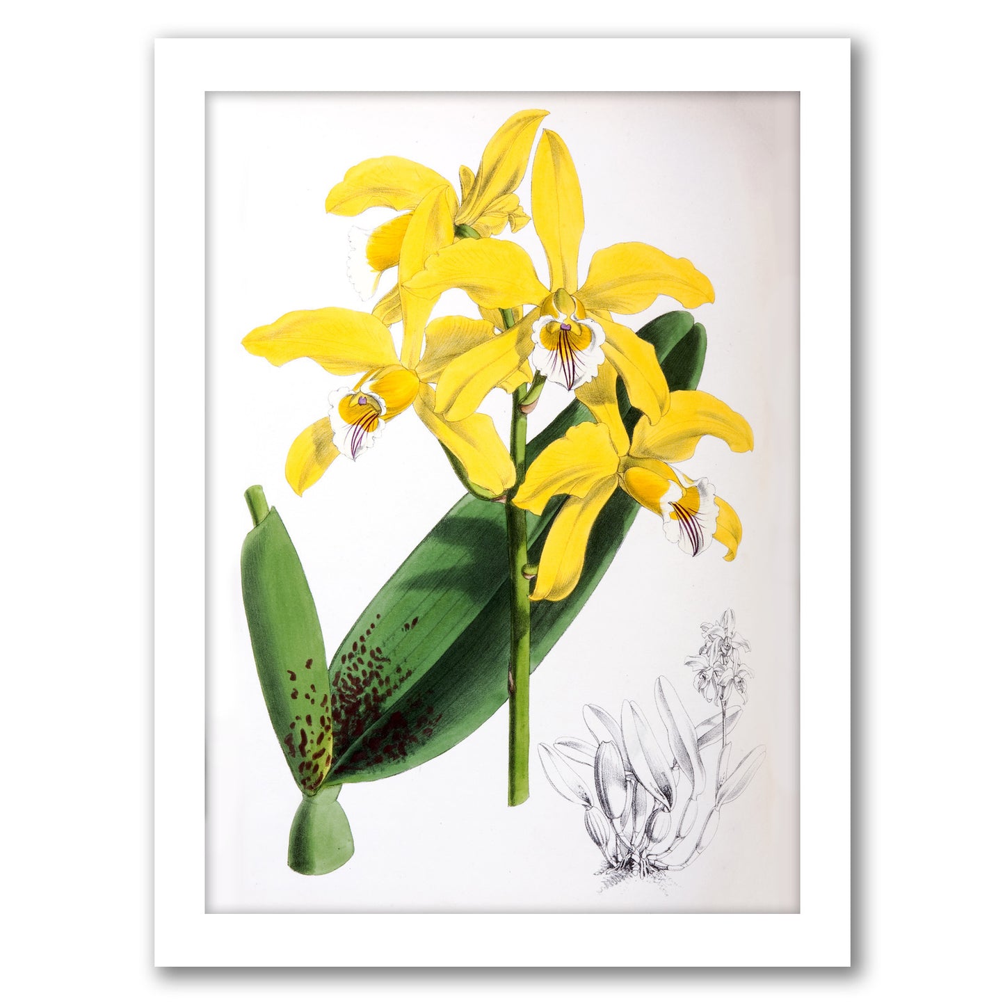 Fitch Orchid Laelia Xanthina by New York Botanical Garden - Framed Print
