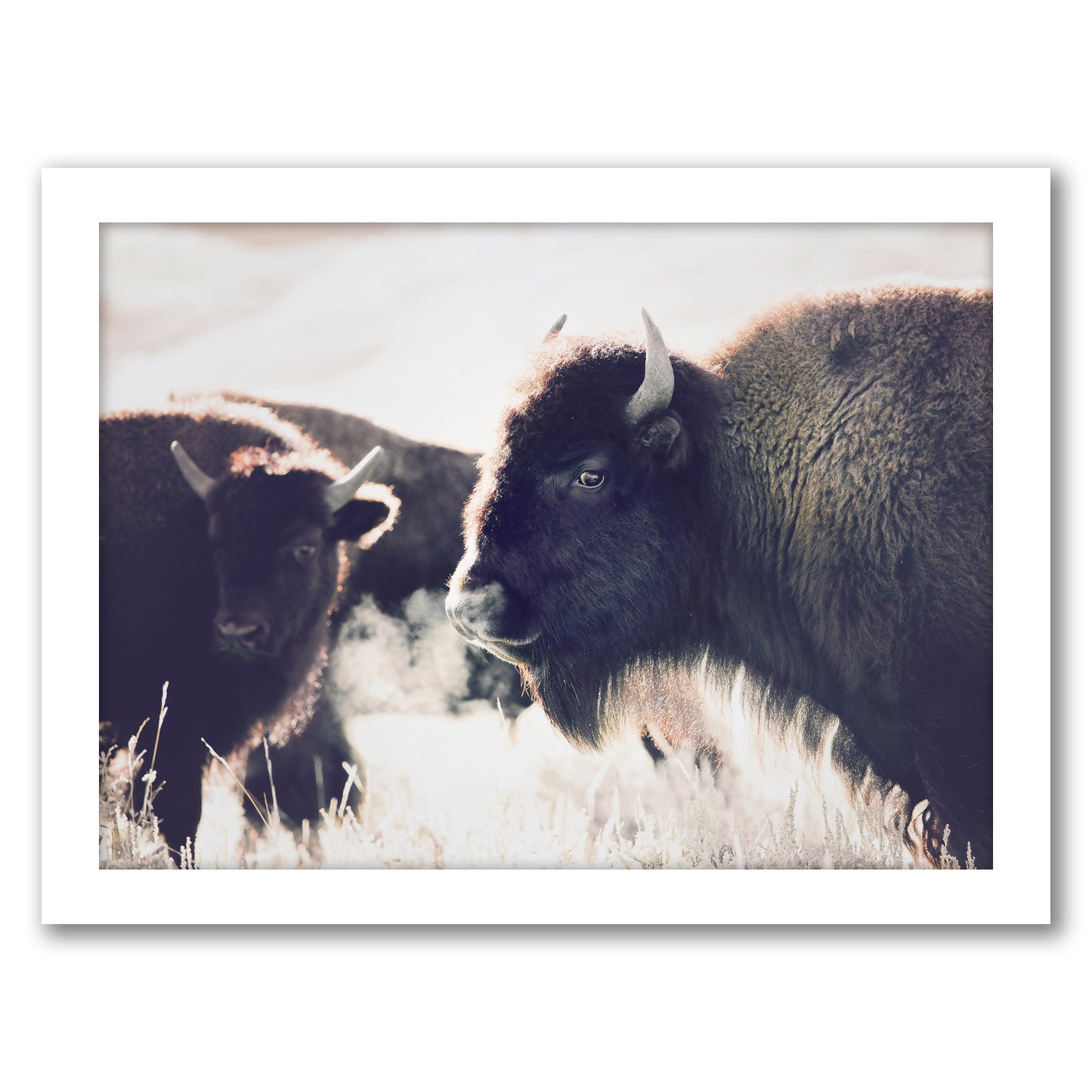Bison By Sisi And Seb - Framed Print