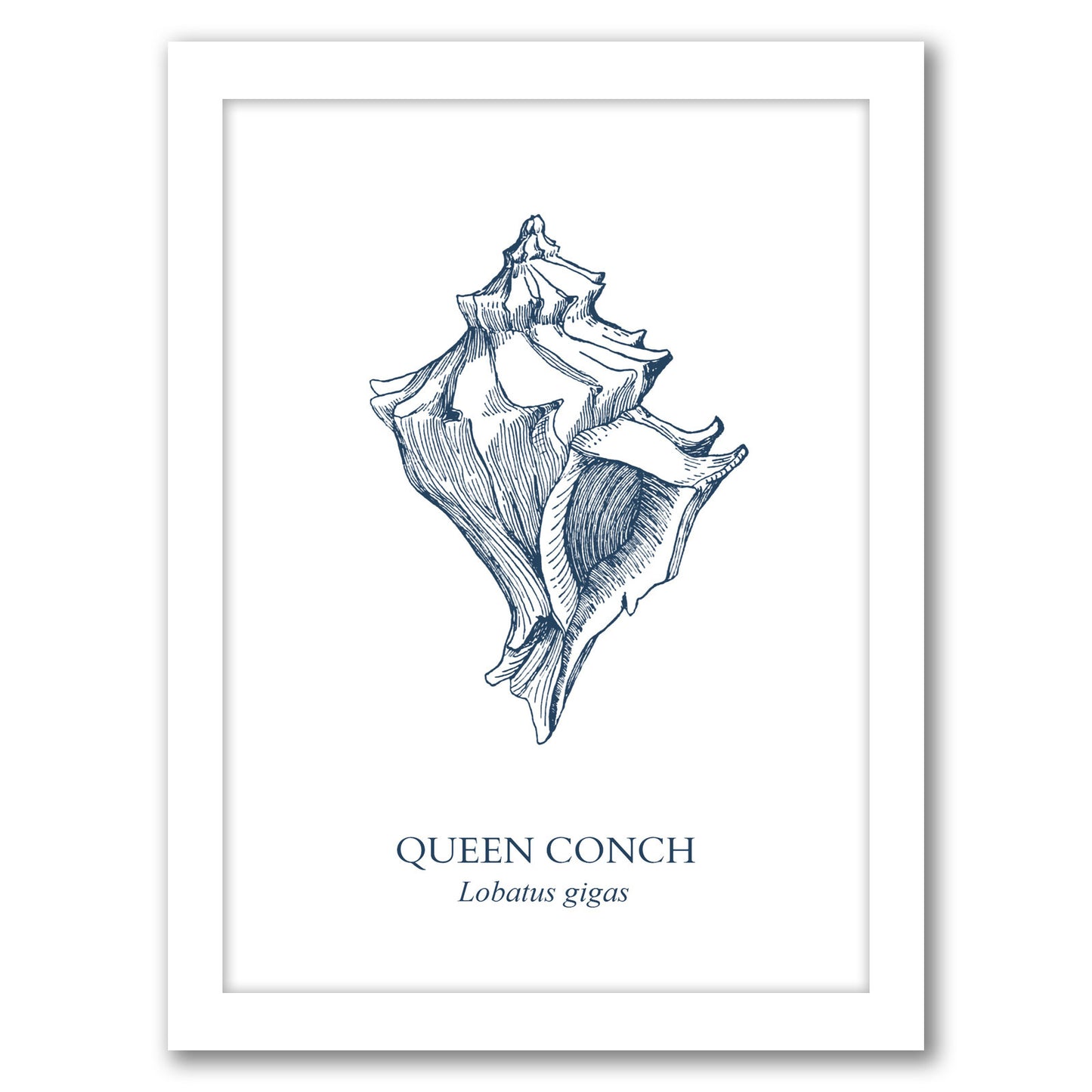 Conch Sea by Samantha Ranlet - Framed Print
