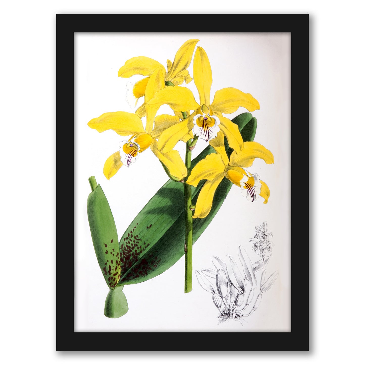 Fitch Orchid Laelia Xanthina by New York Botanical Garden - Framed Print
