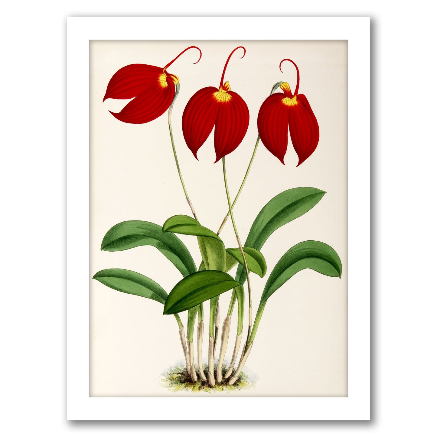 Fitch Orchid Masdevalliaignea by New York Botanical Garden - Framed Print