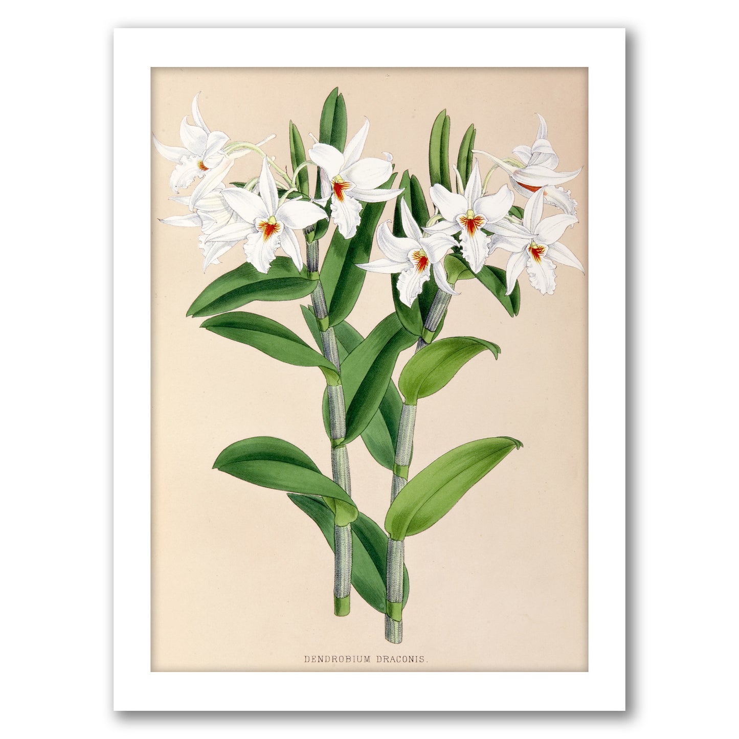 Fitch Orchid Dendrobium Draconis by New York Botanical Garden - Framed Print