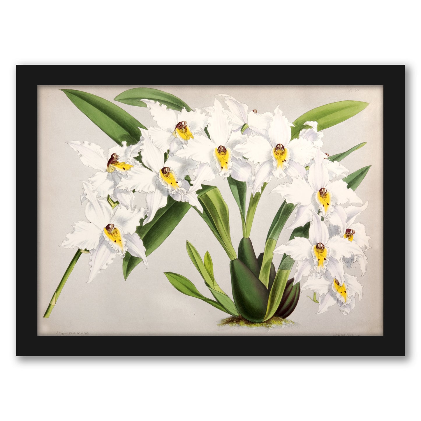 Fitch Orchid Plate47 by New York Botanical Garden - Framed Print