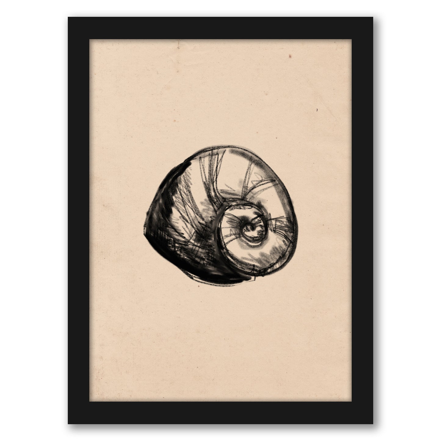 Illustrated Sea Shell 2 by Jetty Home - Framed Print