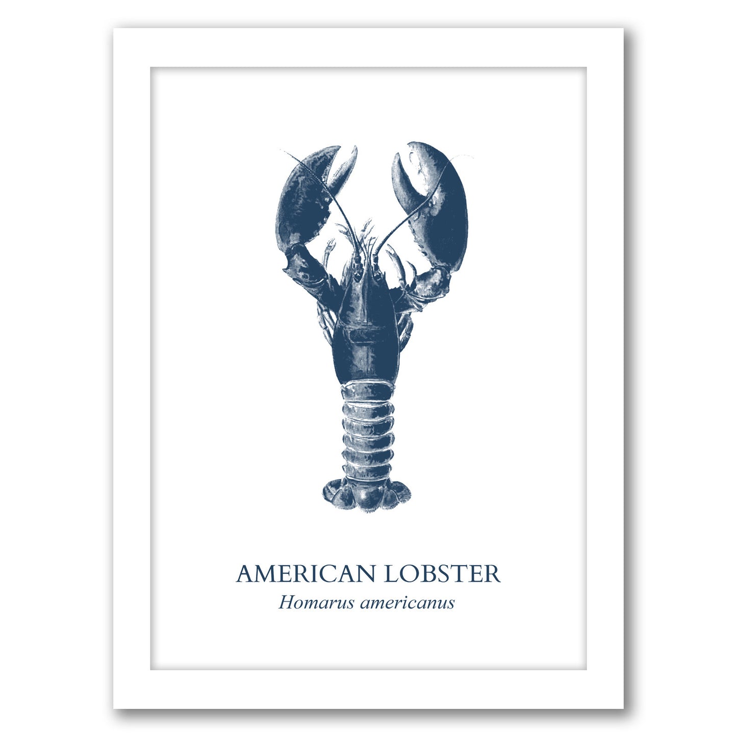 Lobster Sea by Samantha Ranlet - Framed Print