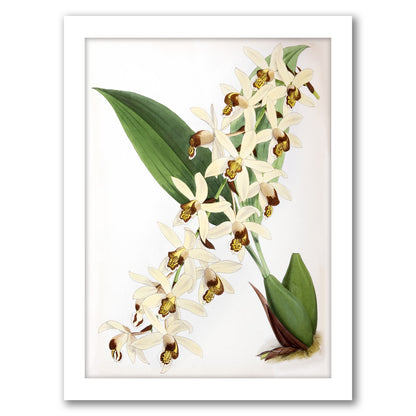 Fitch Orchid Caelogyne Massangena by New York Botanical Garden - Framed Print