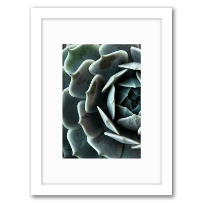 Succulent 4 By Nuada - Framed Print
