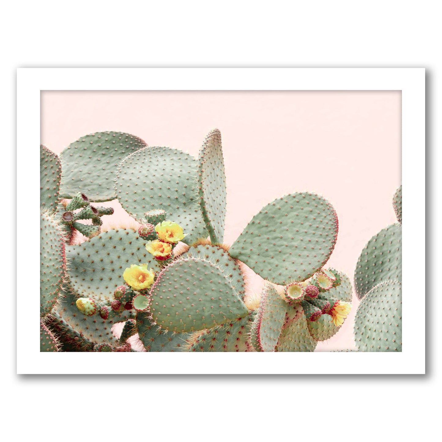 Blooming Cactus  By Sisi And Seb - Framed Print
