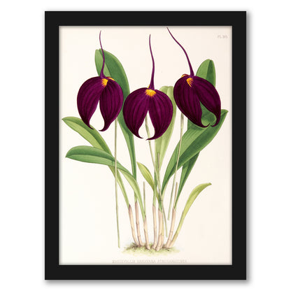 Fitch Orchid Masdevallia Harryana Atrosanguinea by New York Botanical Garden - Framed Print