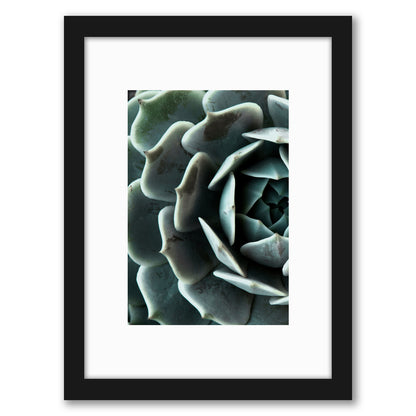 Succulent 4 By Nuada - Framed Print