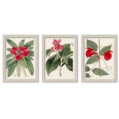 Flora of the Tropics by World Art Group. - 3 Piece Gallery Framed Print Art Set
