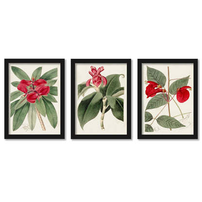 Flora of the Tropics by World Art Group. - 3 Piece Gallery Framed Print Art Set - Americanflat