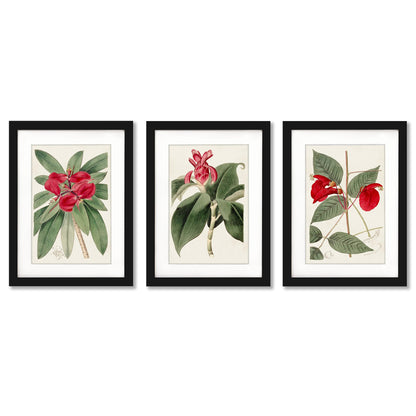 Flora of the Tropics by World Art Group. - 3 Piece Gallery Framed Print Art Set - Americanflat