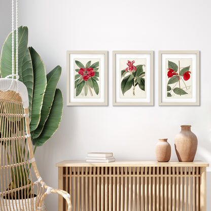 Collected Ferns by PI Creative Art - 3 Piece Gallery Framed Print with Mat Art Set