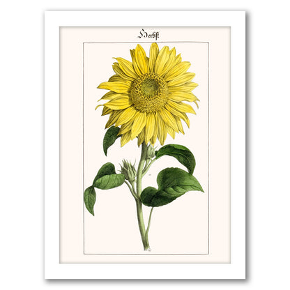 Sonnenblume by New York Botanical Garden - Framed Print