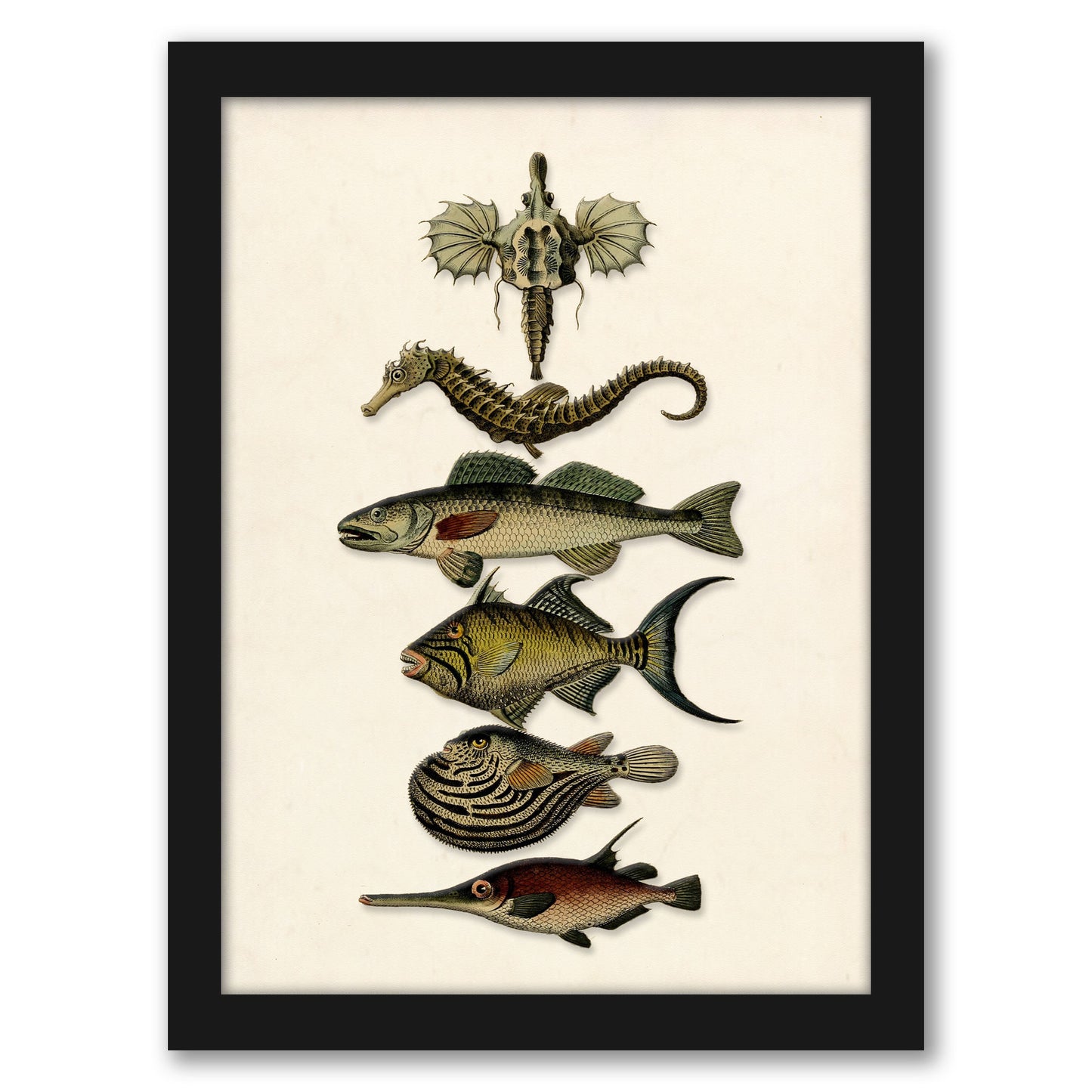 Six fish by Coastal Print & Design Framed Print
