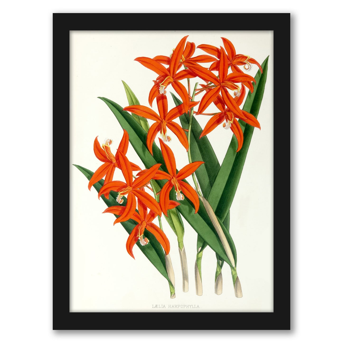 Fitch Orchid Laelia Harpophylla by New York Botanical Garden - Framed Print