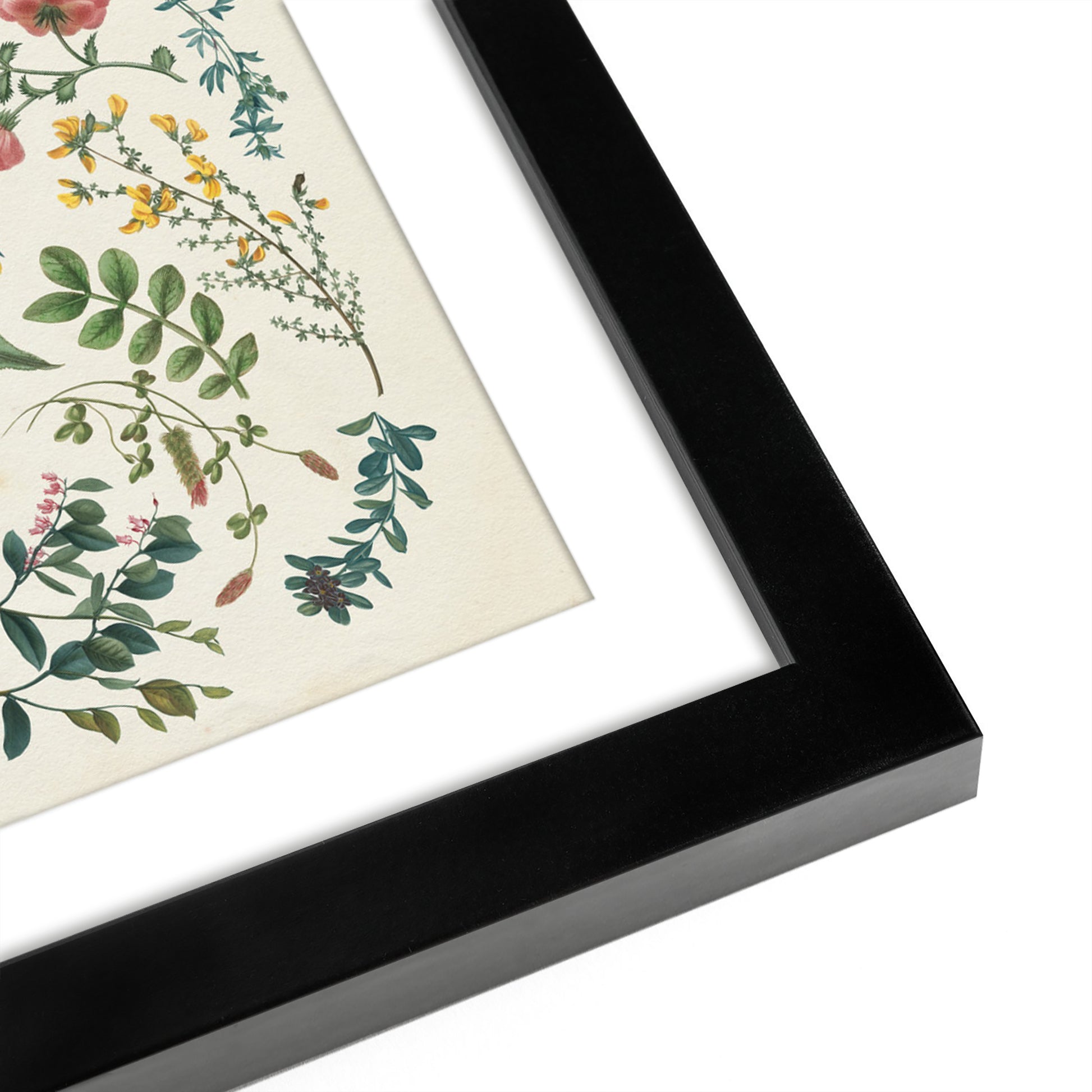 Fresh Florals - Set of 2 Framed Prints by Wild Apple - Americanflat