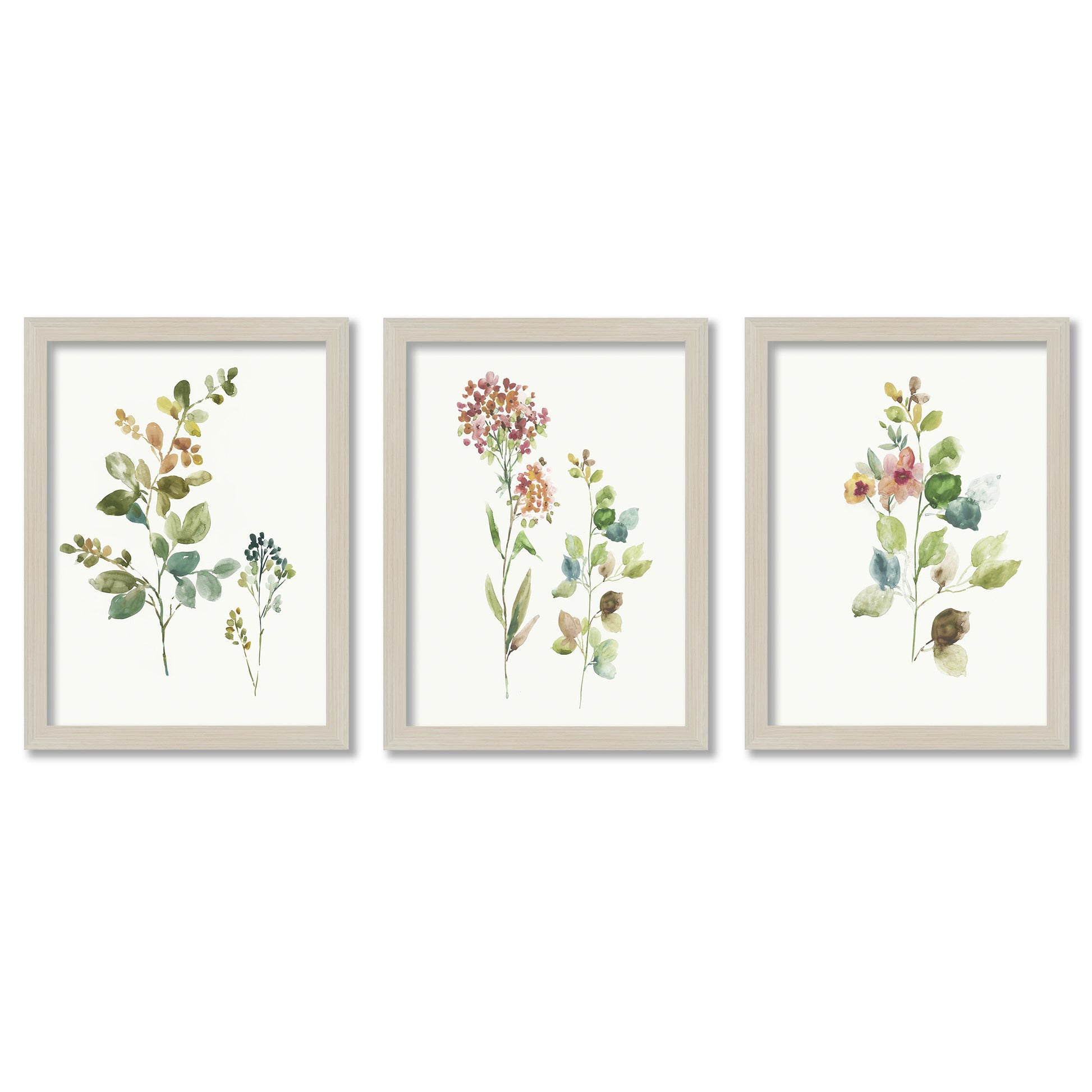 Botanical Illustrations by Asia Jensen - 3 Piece Gallery Framed Print Art Set