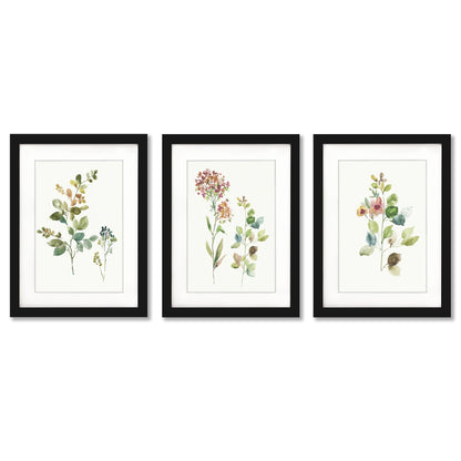 Botanical Illustrations by Asia Jensen - 3 Piece Gallery Framed Print Art Set - Americanflat