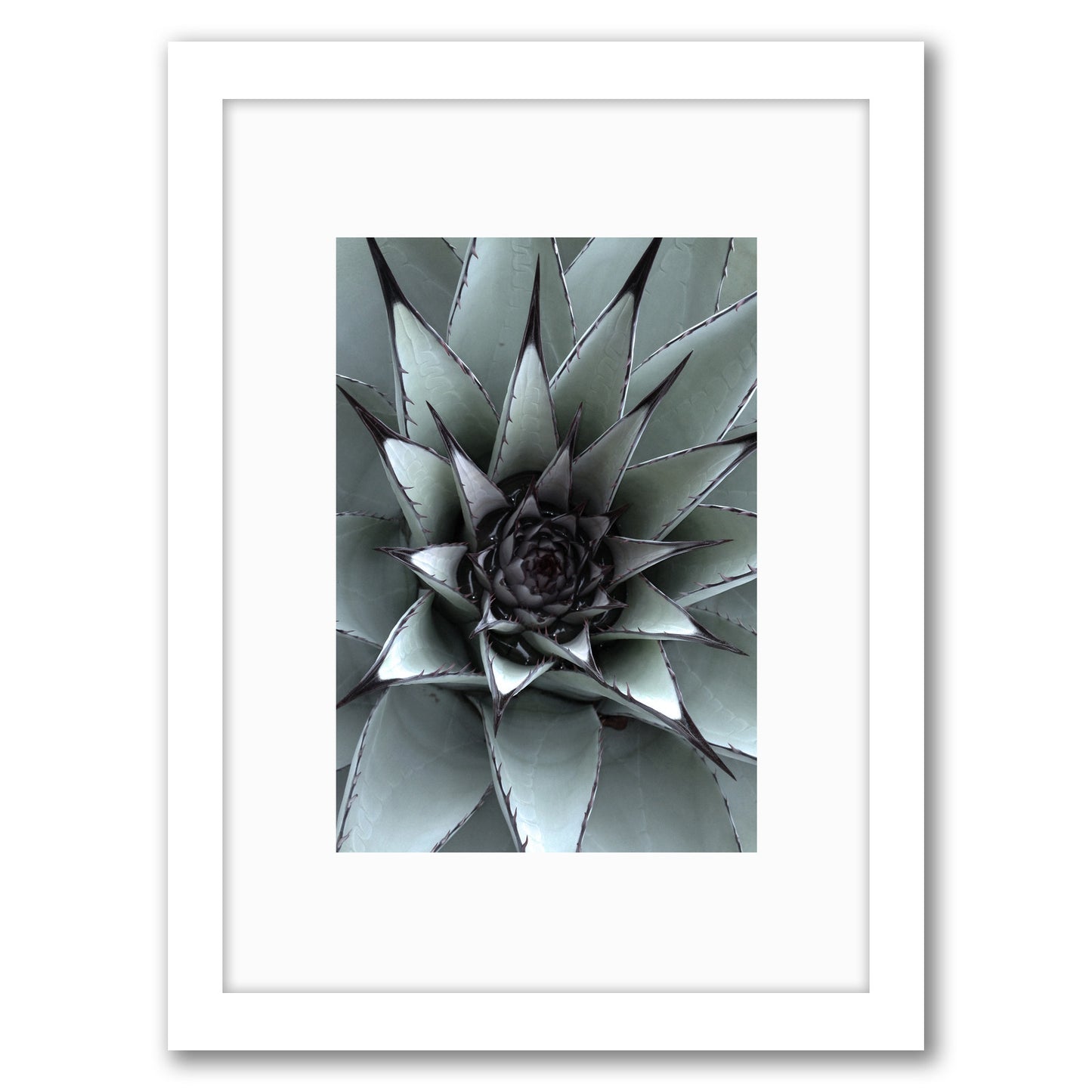 Succulent By NUADA- Framed Print