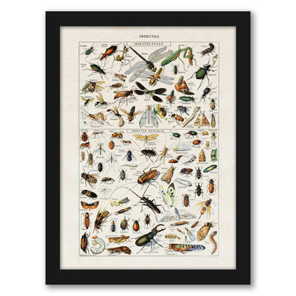 Insects Art Print by Samantha Ranlet - Framed Print